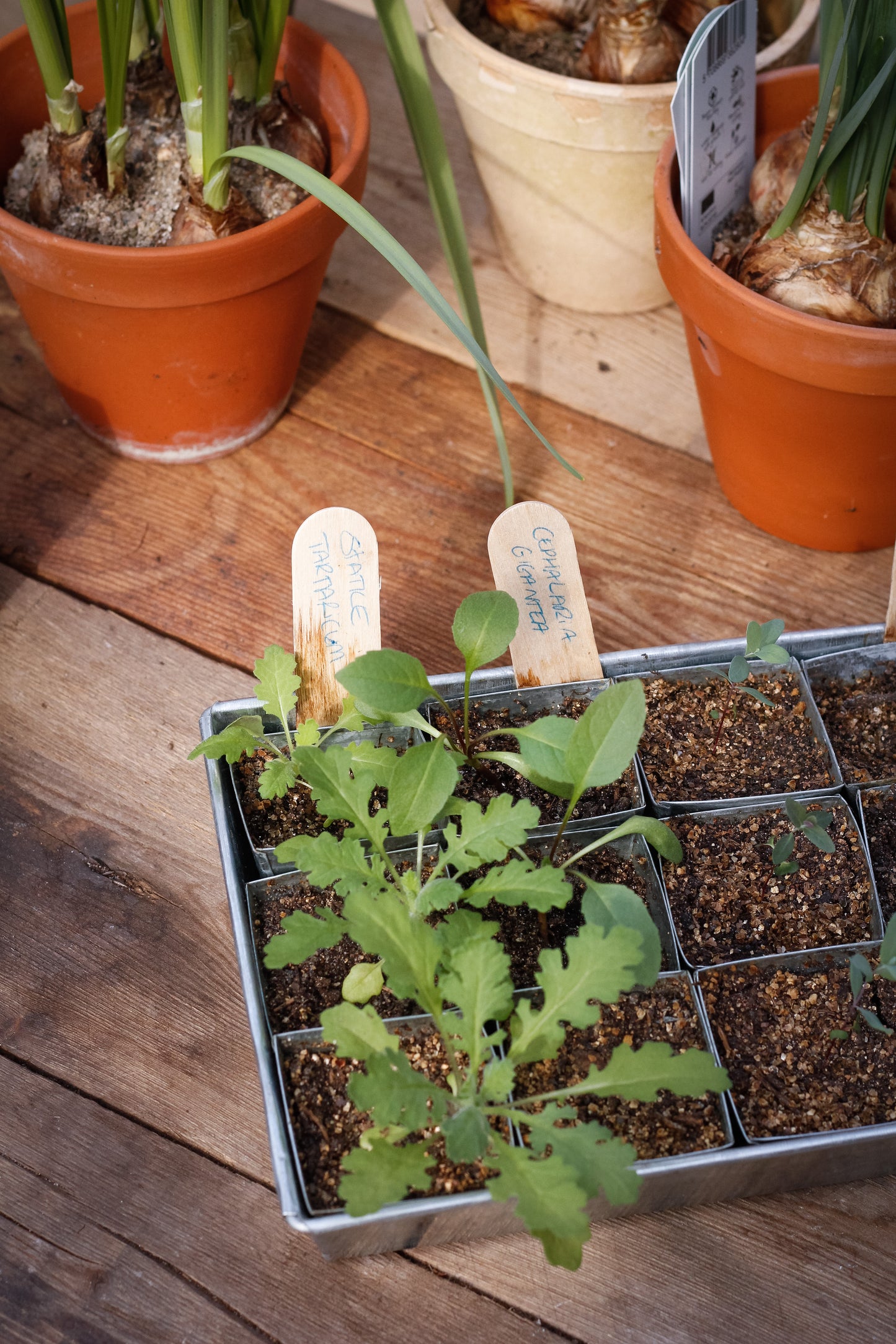 Planteskilte af naturtræ