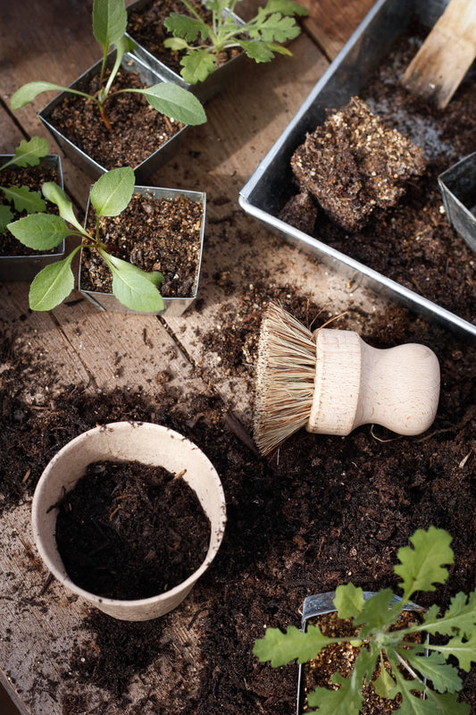 Pottebørste af bøgetræ